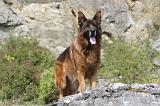 BERGER ALLEMAND 127